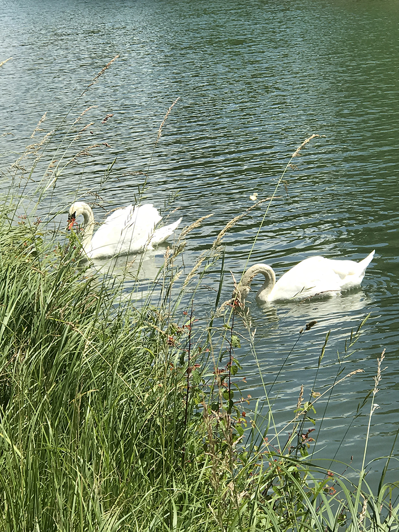 Swans along the canal